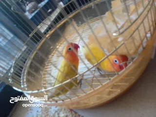  2 فيشر أخوة جاهزين التزاوج واحد ذكر و واحد انث بس ب 300 شيكل أليفين بس صاروا يعضو عشانهم مع بعض افصلهم