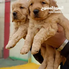  2 جـــــــراء جولدن مستوى عـــــالي ومميزه للعائله