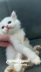  1 قطط للبيع نابلس
