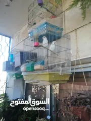  5 طيور حب نخب