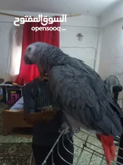  5 بغبغاء كاسكو