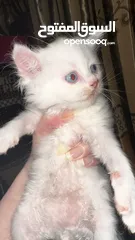  15 قططط للبيع