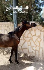  6 مهره عربيه بدون ورق