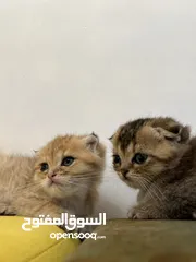  10 بسم الله ما شاء الله