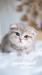  7 Scottish Fold AY Blue Rose Gold kittens