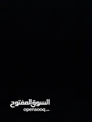  1 مطلوب كلب شعراوي للتبني
