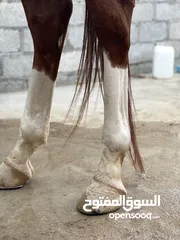  9 خيل عربي للبيع