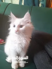  1 شيرازي انغورا تركي