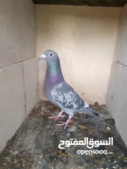  4 حمام للبيع