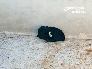  4 سخلتين شاميات ثنايا
