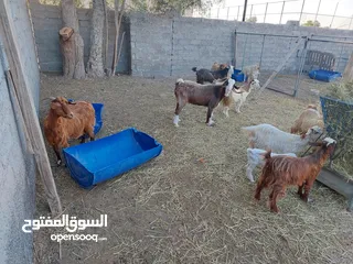  1 اغنام للبيع زرب البيع بالجمله وليس مفرد