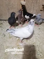  5 للبيع او للبدل فراخ حمام مفاطيم مش مجرودات للبيع  كوم حرق على 3.5 الفرخ او التبديل على كنارات