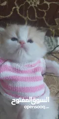  4 قطط هملاي بريطاني للبيع