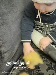  15 بطبوط بطه صوص مطعم    ا