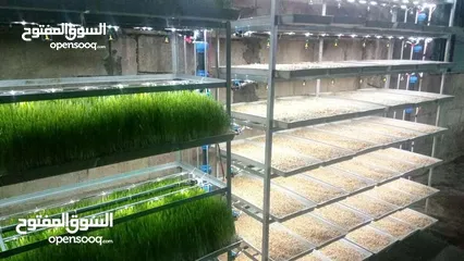  16 استنبات شعير  شعير مستنبت Sprouted   صواني استنبات شعير Barley germination barley