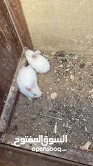  3 ذكر وانثى بلدي مع ولادهم