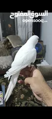  5 ببغاء دره البينو ابيض عين حمرا اليف جدا ما عندو عض نهائيا ثوب كامل جناح كامل محجل بداية كلام عمر صغي