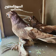  1 متاح جواز ازبك بزره الماني