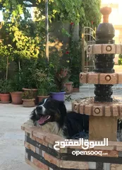  7 قريباً جداً ولاول مرة في الاردن اذكى كلب في العالم