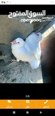  3 زغاليل طازجه مذبوبحه منظفه جاهزه للطبخ الجوز 2.50 من الآخر