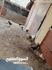  7 صيصان جاج بلدي العدد 11او 12 عمرهن تقريبا شهرين لي فايتات ع  3 في السلط البلقاء