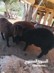  5 اربع خرفان نخب نخب اعمار 3شهور صحه ممتازه توب توب