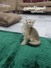  1 قطه سكوتش ستريت جولدن العمر 60 يوم ذكر شورت هير