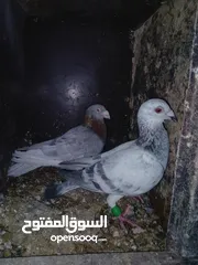  2 جواز شغالات