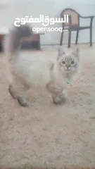  2 قط هملايا العمر 4 أشهر ماخذ كل مطاعيمه البيع لعدم الاستفراغ
