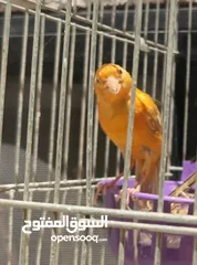  1 للبيع أو للبدل فحل ابو فراخ للبدل على نثاي