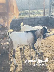  3 صوماليات ماشاء الله سمان فول