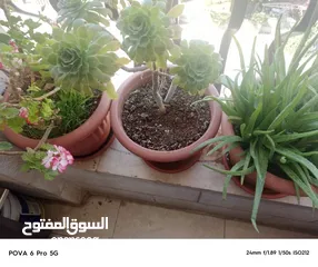  7 طاولتين خشب للبيع