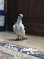  7 حمام قرقاطي