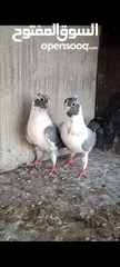  3 فرخيين اسطنابله للبيع