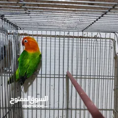 4 جوز فيشر ابلاين جوز منتج واهالي فراخ معهم فرخين مع امكانيه بيع الفراخ لحالها للزق اليدوي