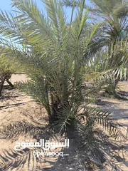  7 نخيل برحي للبيع