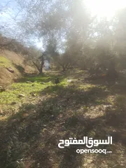  7 ارض زراعيه في بلعا دير الغصون