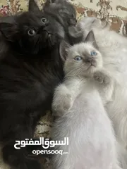  22 للمهتمين فقططط قطط للبيع سيامي وبريتش