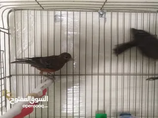  6 طيور كناري لون مخملي  للبيع المستعجل ( اقرأ الوصف جيدا )