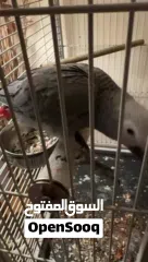  5 كاسيكو سوبر جامبو 5 شهور