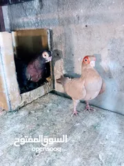  9 جواز نخب اول