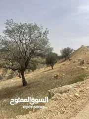  1 ارض زراعيه للبيع في اجمل مناطق العالوك