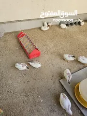  1 سمان صيني ( الملكي)