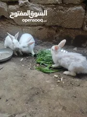  3 ارانب للبيع