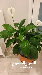  4 نبات زنبقة السلام + دبنباخيا