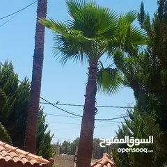  3 اشجار نخيل