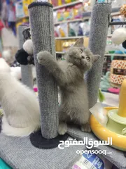  2 قطط سكوتش فولد وستريت اناث وذكور 60 يوم