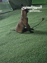  1 تدريب كلاب مقابل الحصه training dogs center