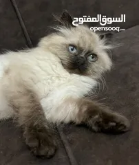  10 قطط ذكور من أصول نقيه واحد همالايا تشوكلت لونج هير بلو بوينت وواحد بريتش ريد لونج هير مقزم للجادين