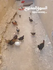  7 أرانب فرنسي عمر 3 الا 4شهور العدد 20 واحد اعور الكوم 4 ونقه بالجوز 10. 14 صوص 3 زاغر 12 كبار